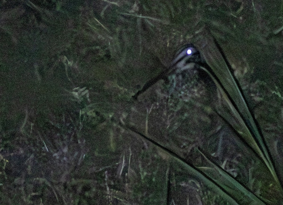Giant Snipe - ML640316124