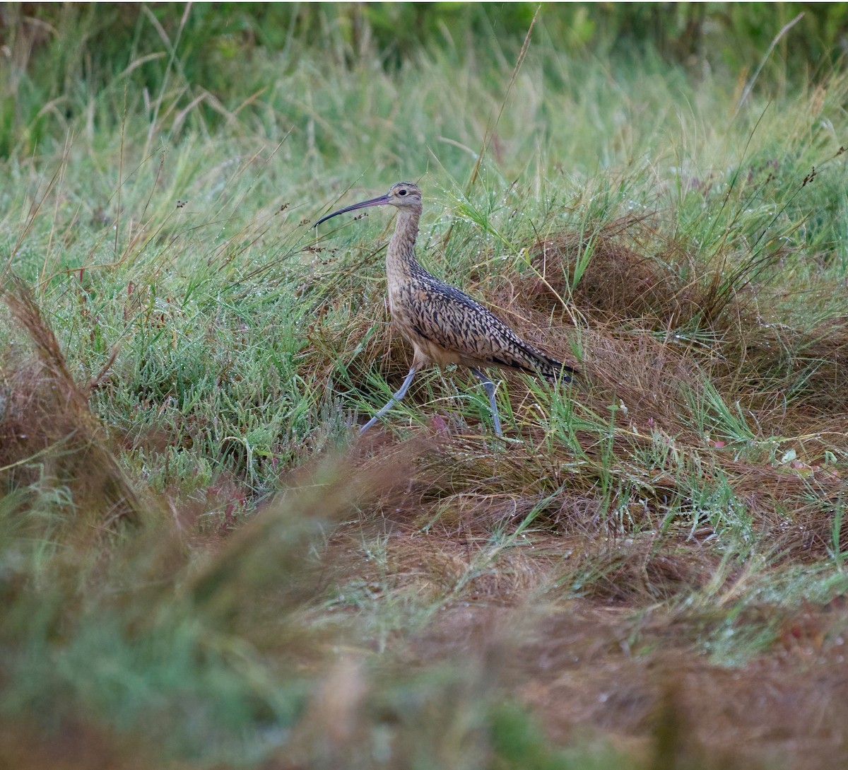 Long-billed Curlew - ML640316127