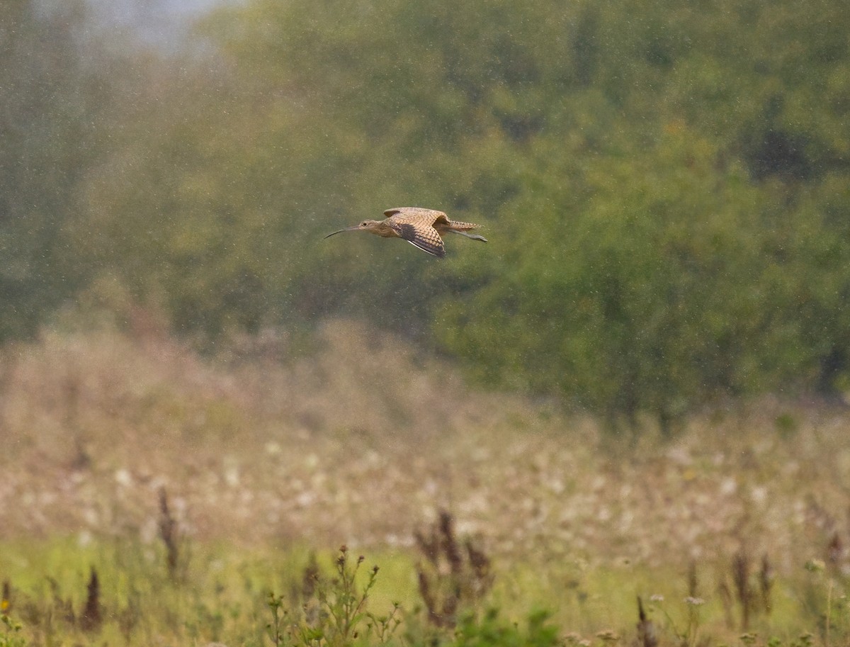 Long-billed Curlew - ML640316132