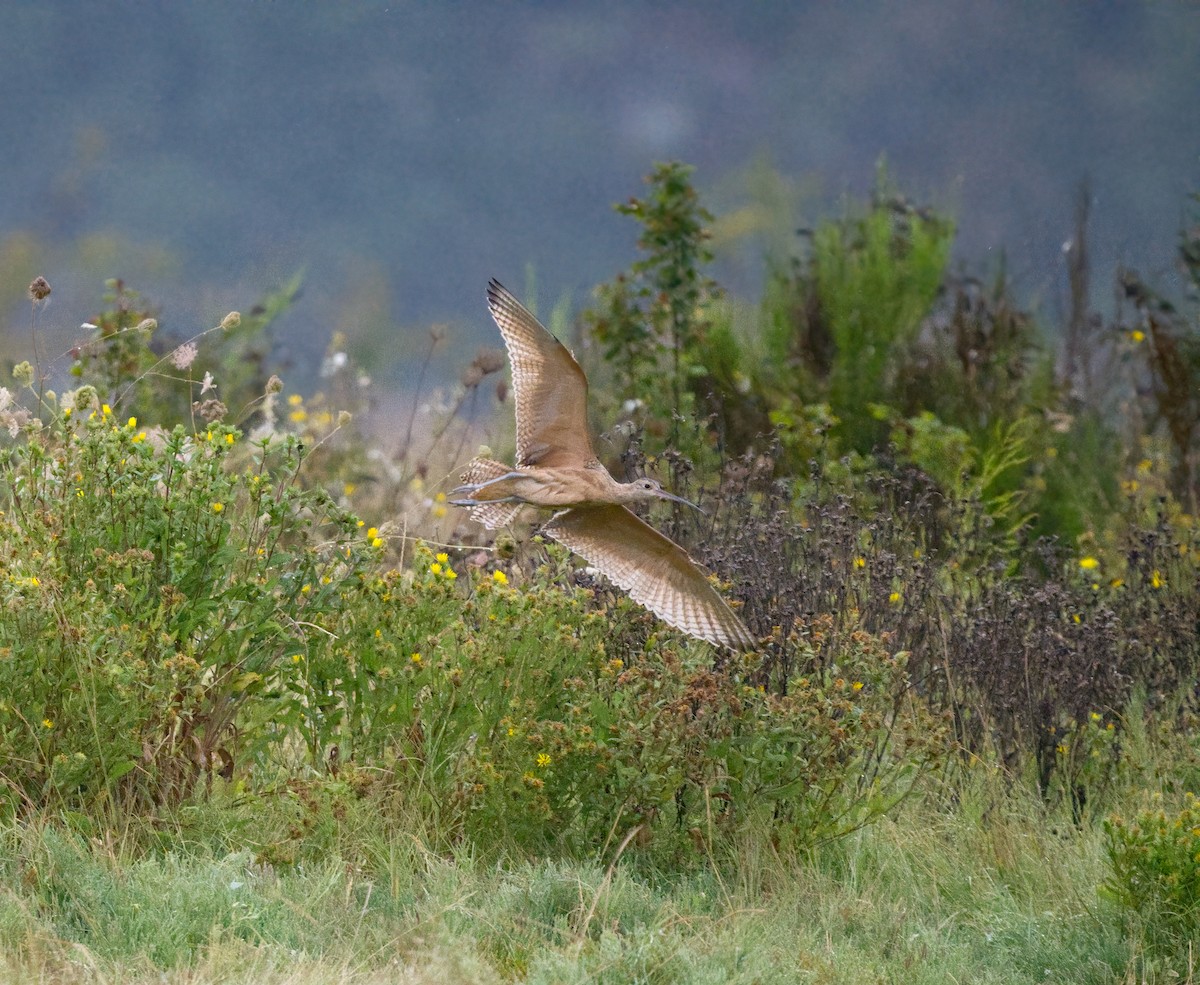 Long-billed Curlew - ML640316136