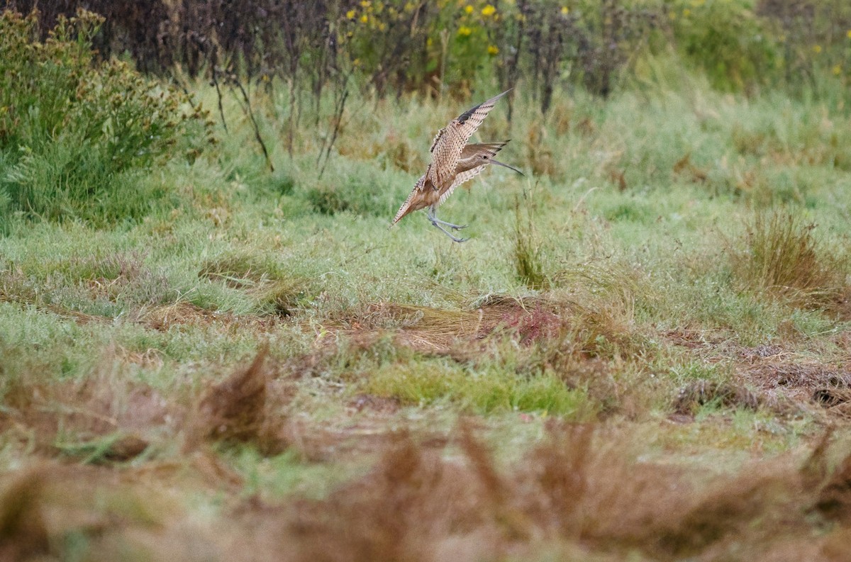 Long-billed Curlew - ML640316137