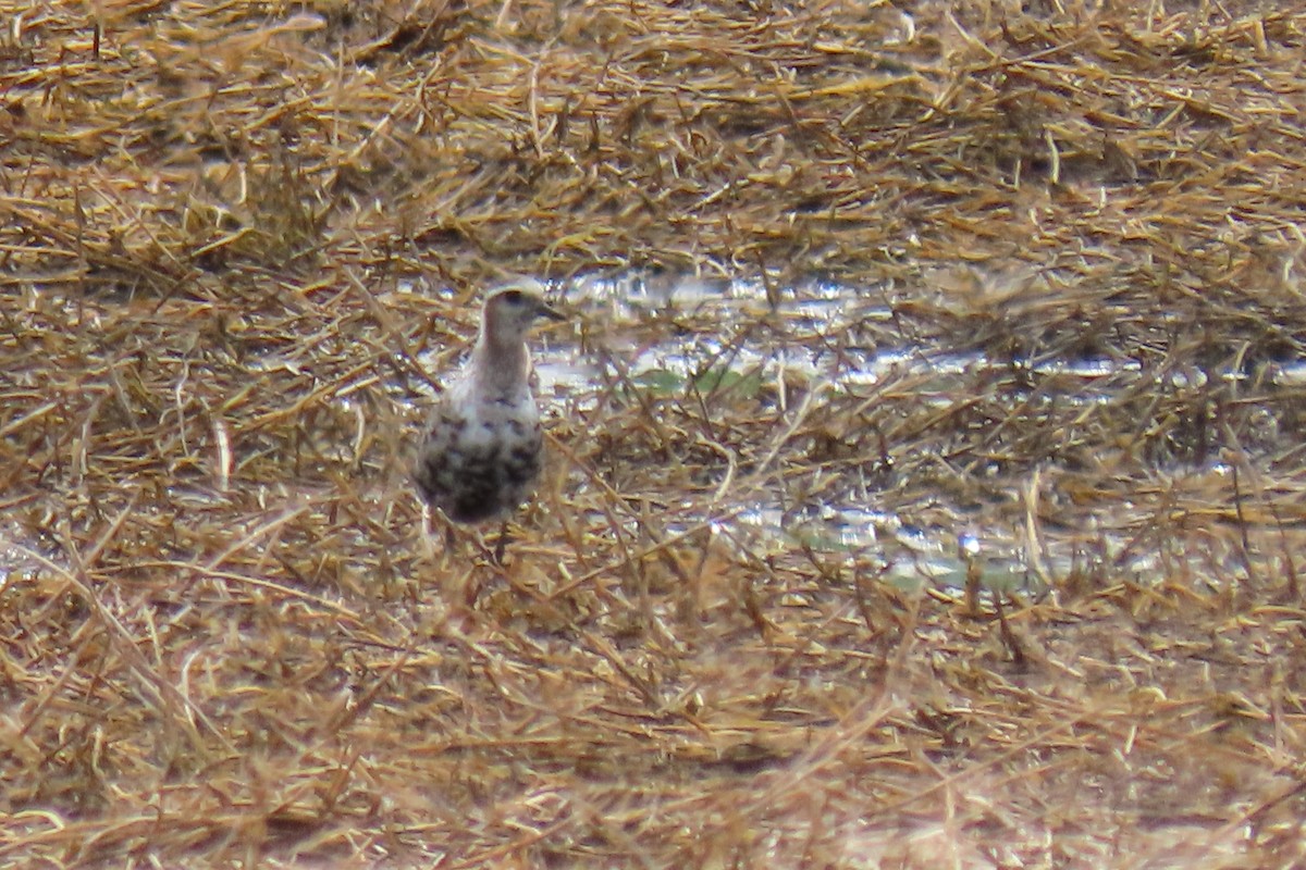 American Golden-Plover - ML640316265