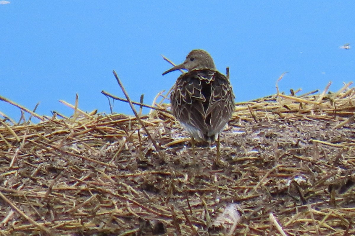 Pectoral Sandpiper - ML640316285