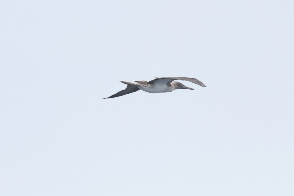 Blue-footed Booby - ML640316317