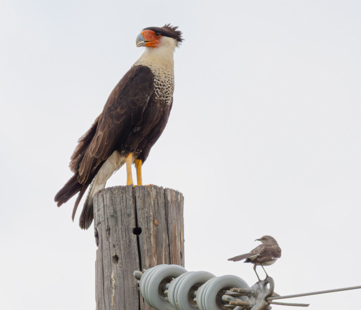 Northern Mockingbird - ML640316325