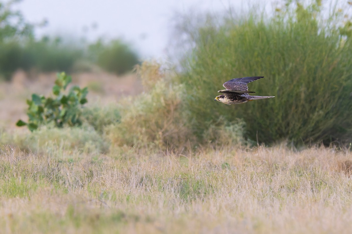 Laggar Falcon - ML640316421