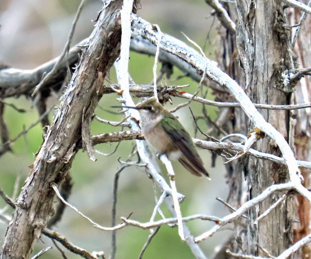 Broad-tailed Hummingbird - ML640316467
