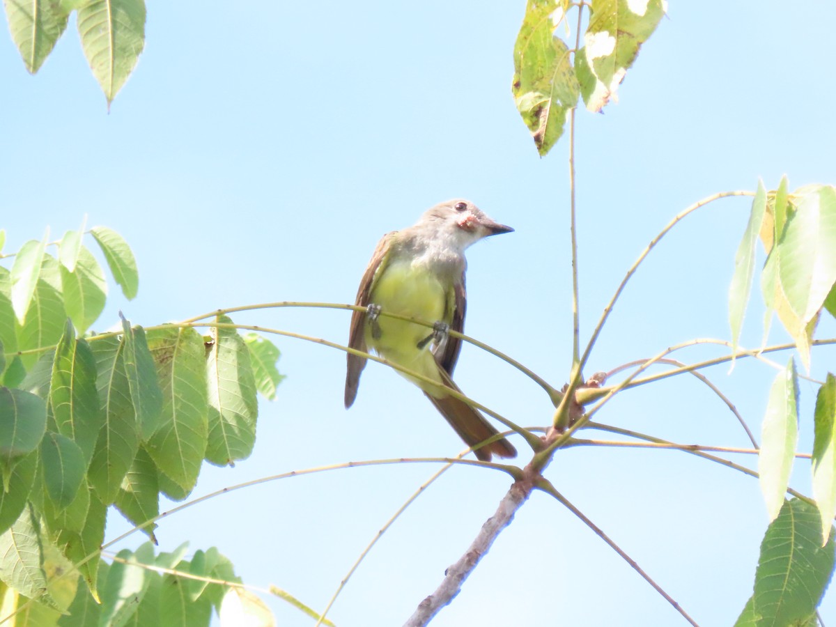 Great Crested Flycatcher - ML640316468