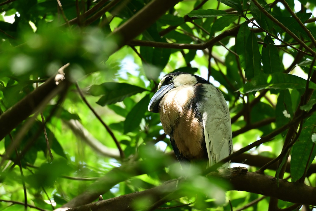 Boat-billed Heron - ML640316471