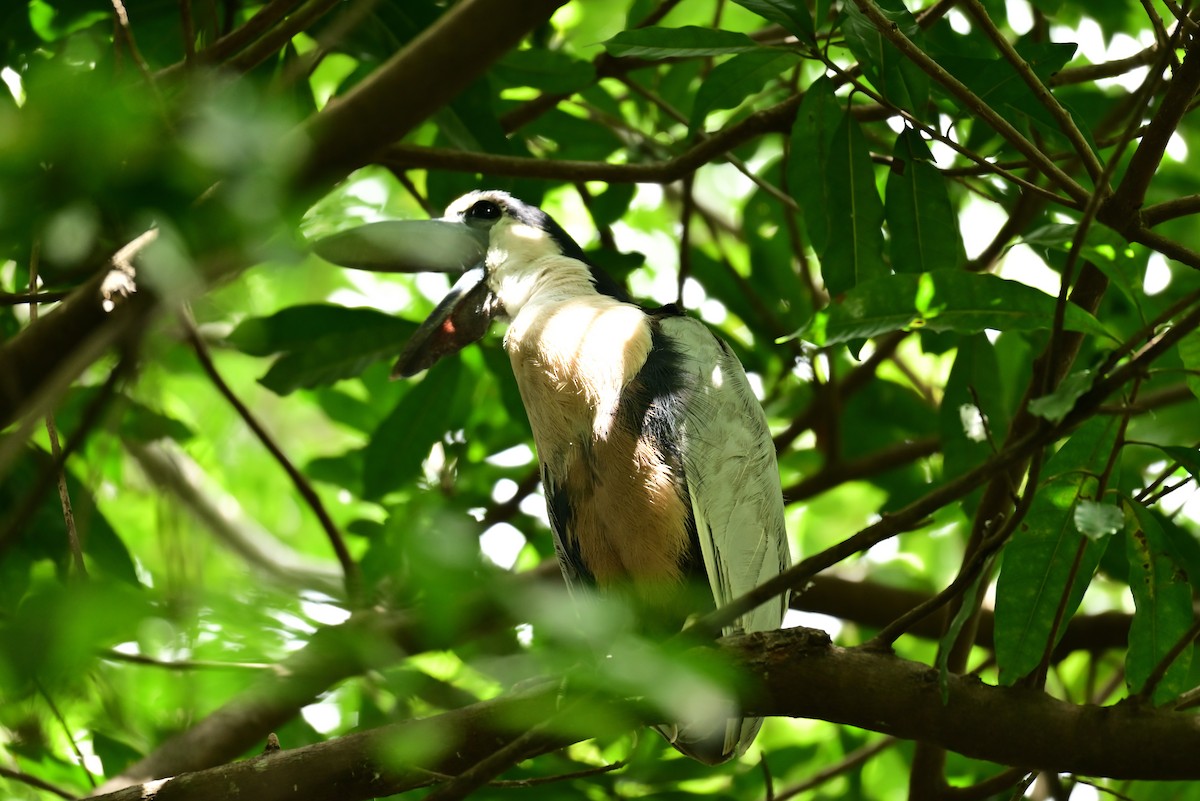 Boat-billed Heron - ML640316472