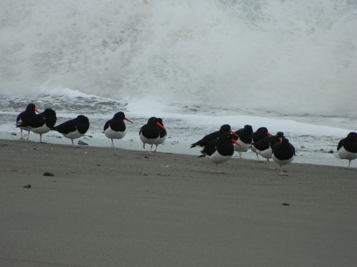 Magellanic Oystercatcher - ML640316473