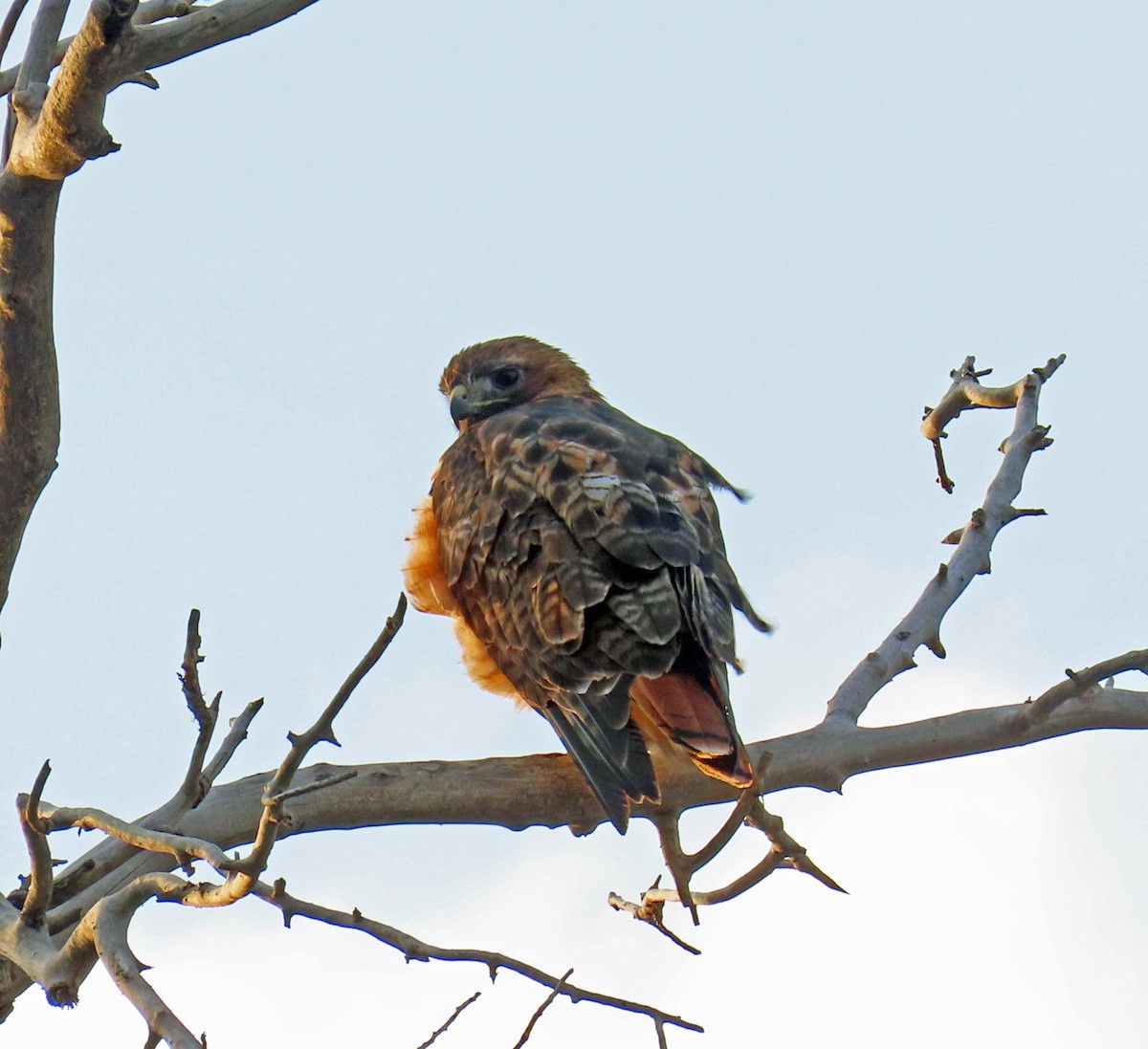 Red-tailed Hawk - ML640316474