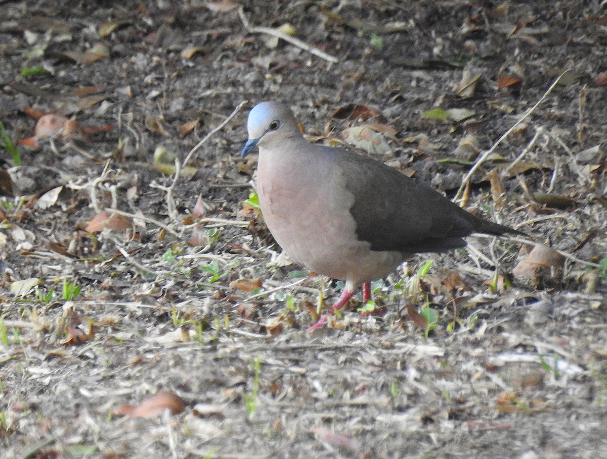 Gray-fronted Dove - ML640316478