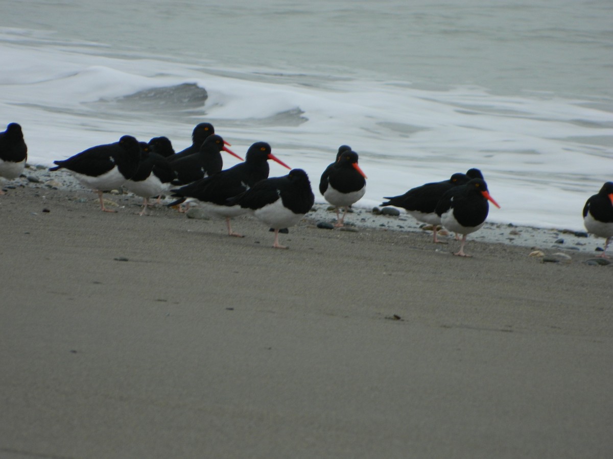 Magellanic Oystercatcher - ML640316479