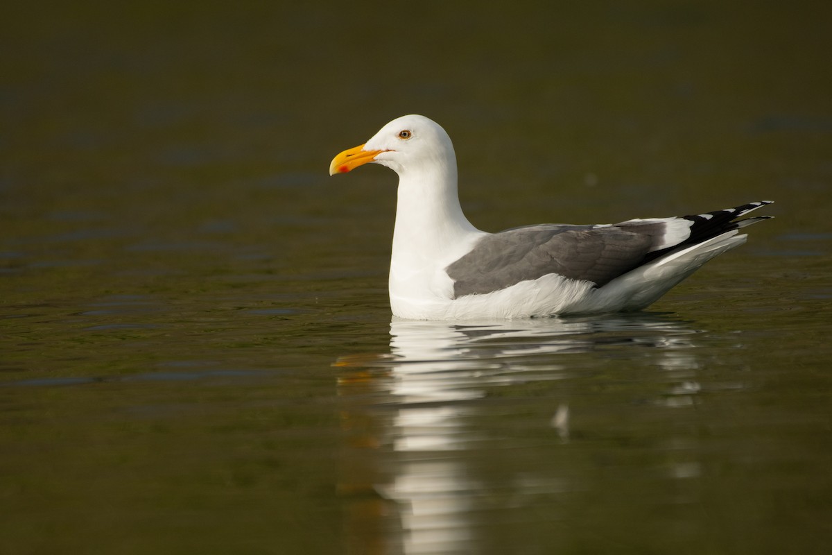 Western Gull - ML640316481