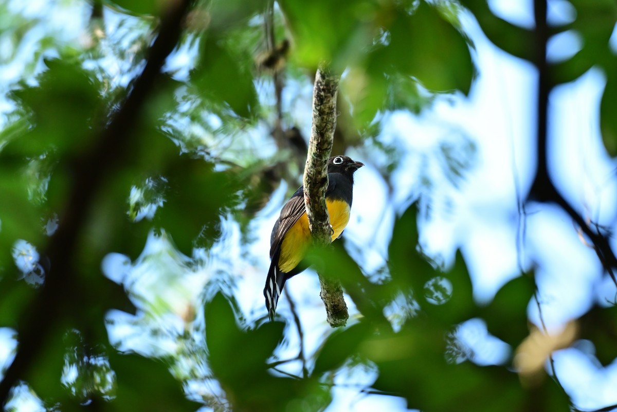 Black-headed Trogon - ML640316482