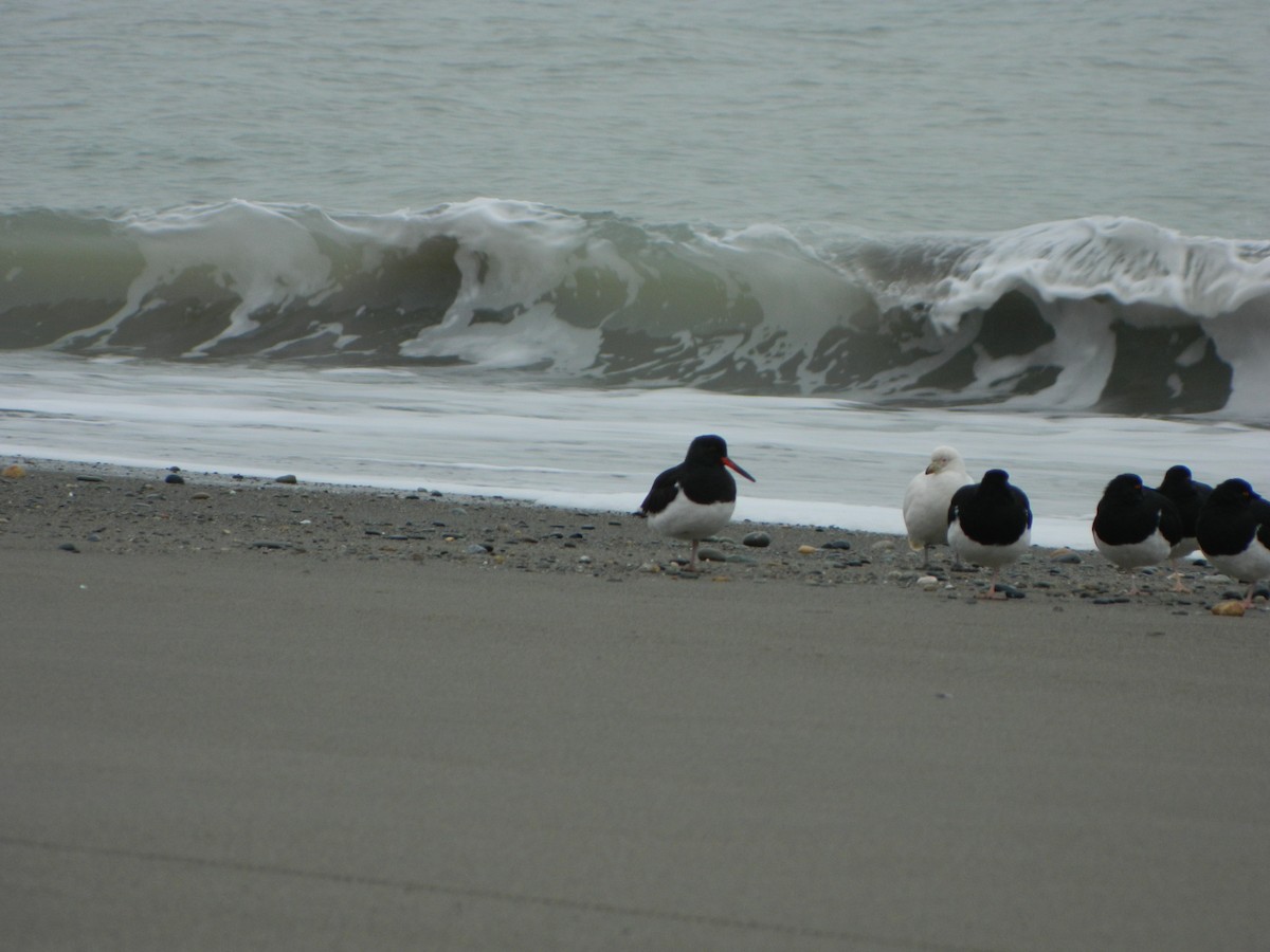 Magellanic Oystercatcher - ML640316483