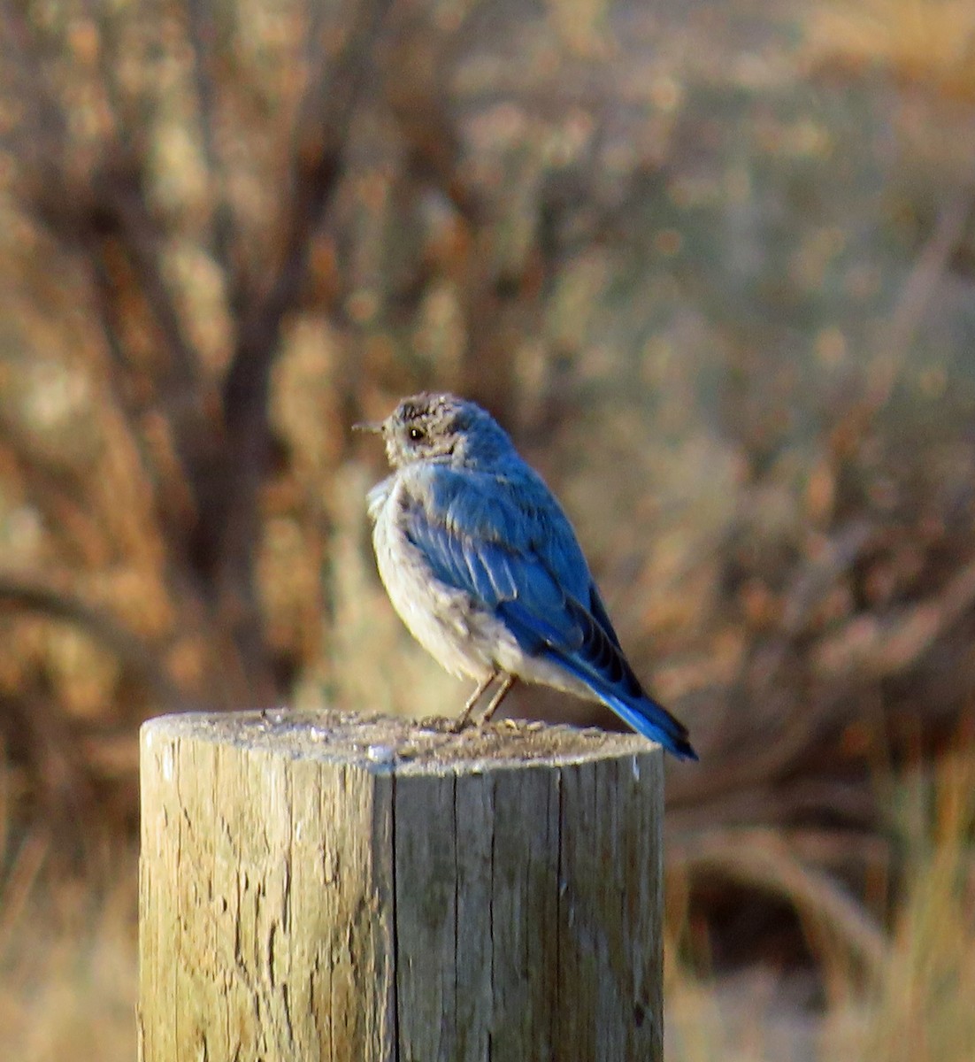 Mountain Bluebird - ML640316485
