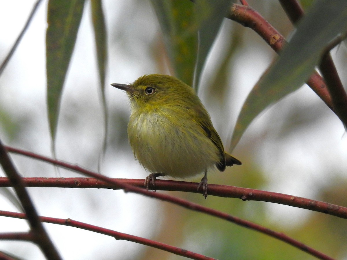 Hangnest Tody-Tyrant - ML640316487