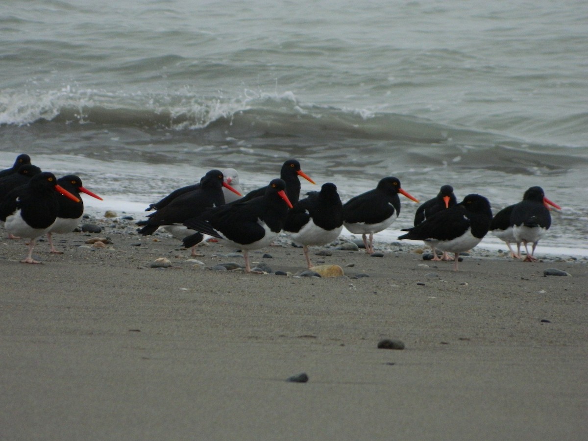 Magellanic Oystercatcher - ML640316489