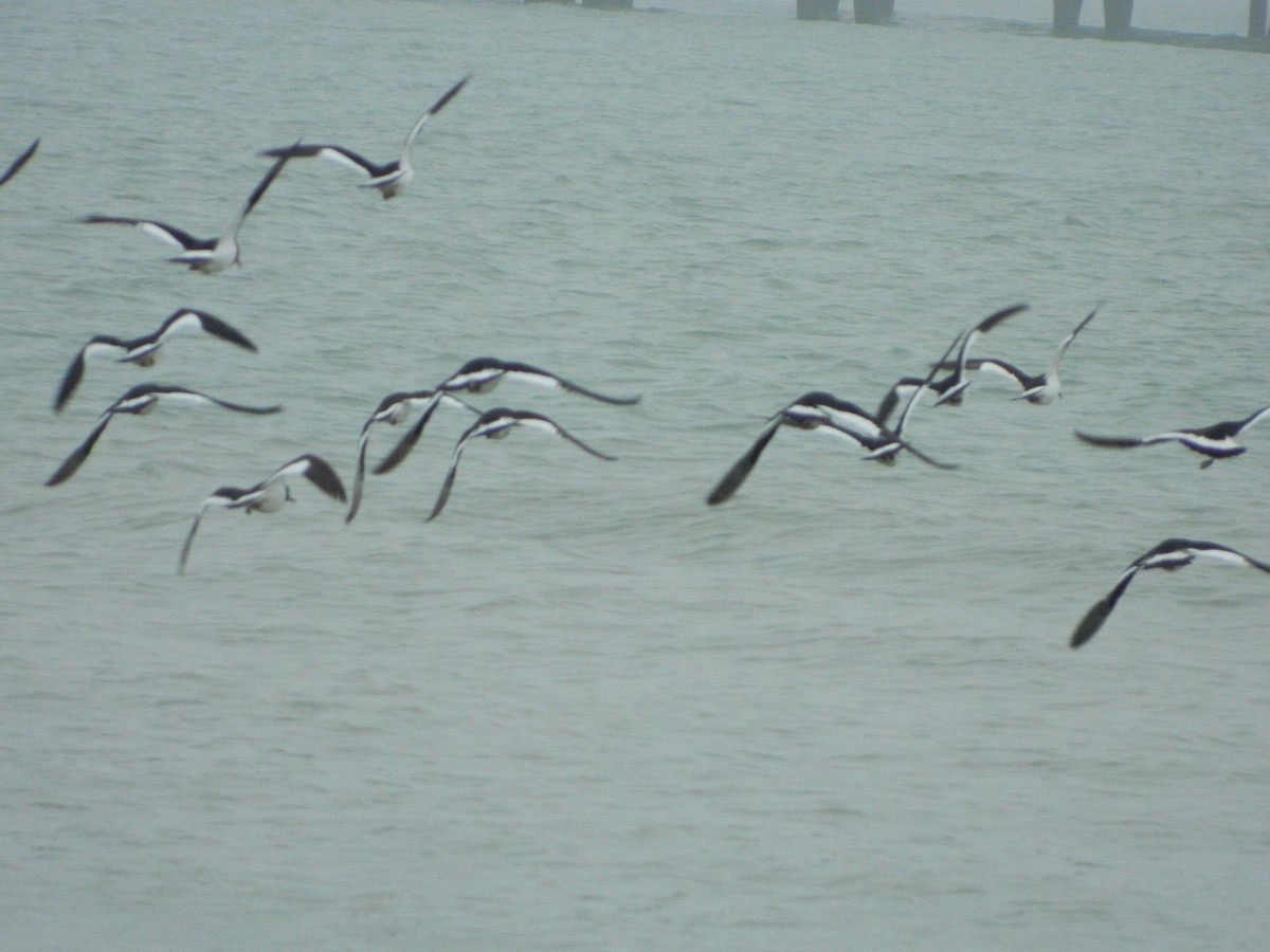 Magellanic Oystercatcher - ML640316502