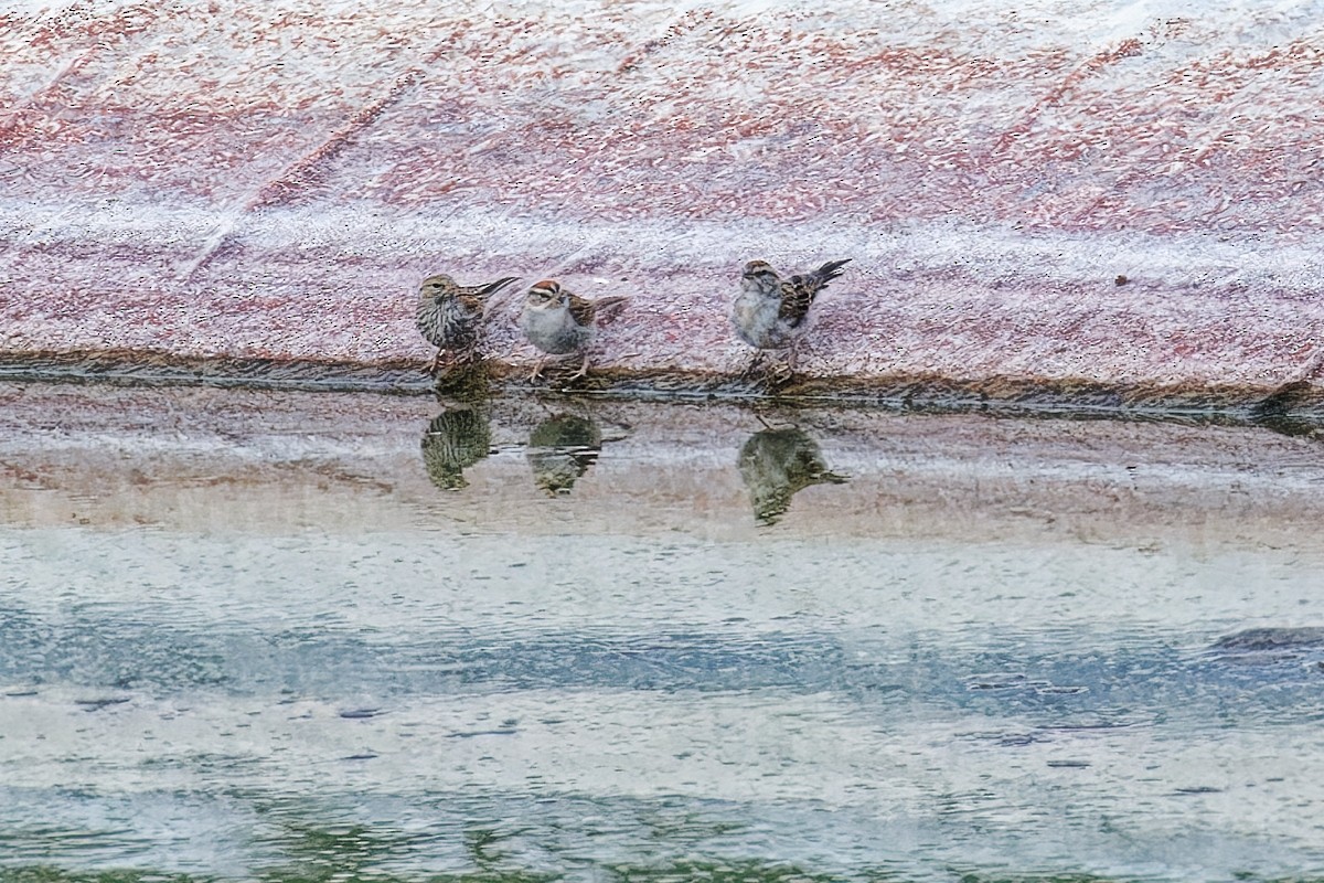 Chipping Sparrow - ML640316504
