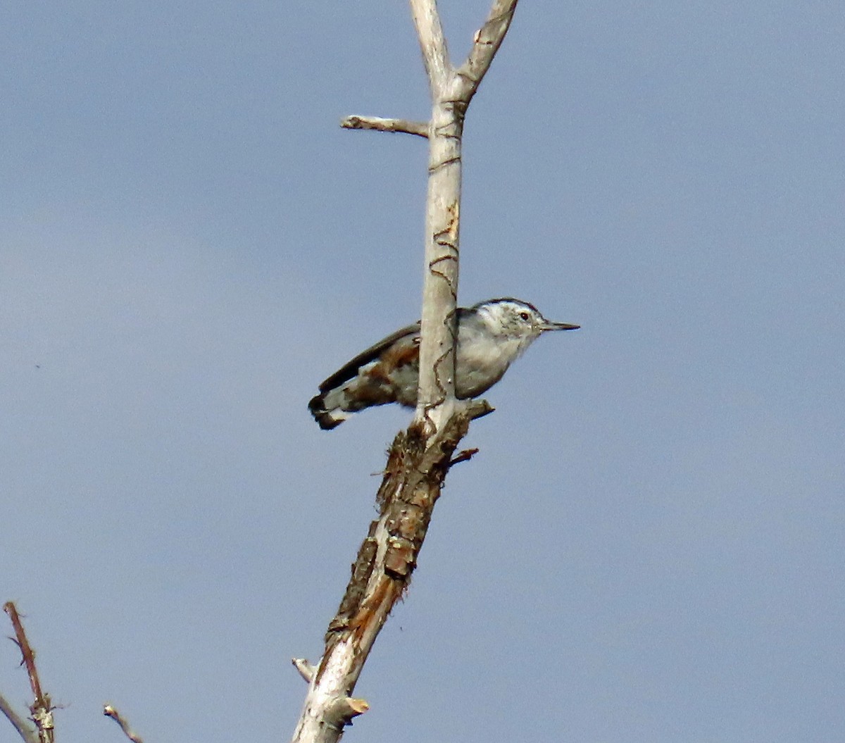 White-breasted Nuthatch - ML640316507
