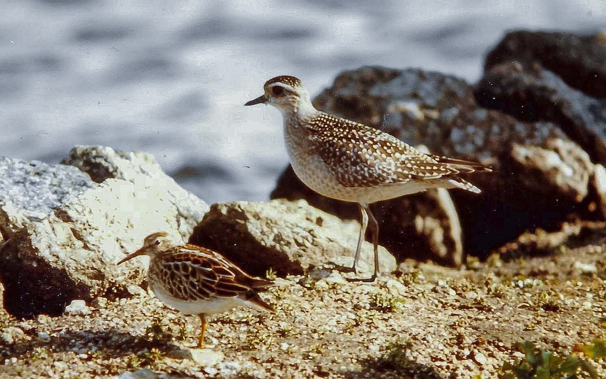 American Golden-Plover - ML640316702