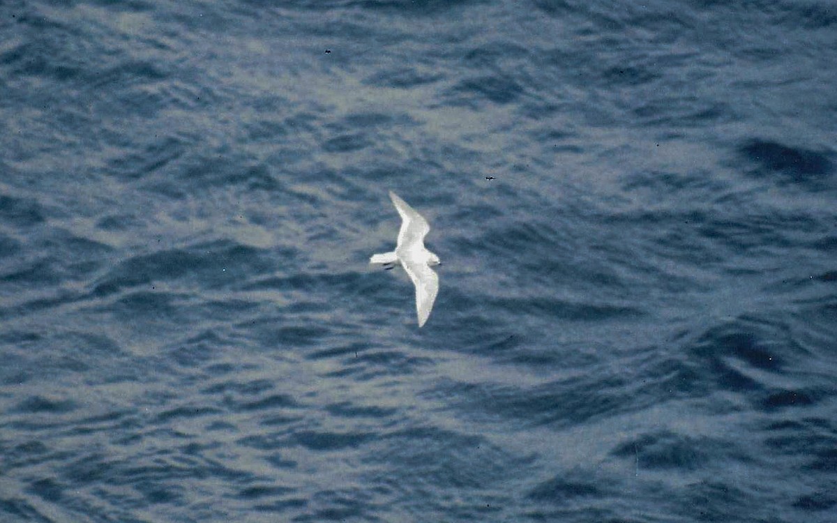 Ross's Gull - ML640316840