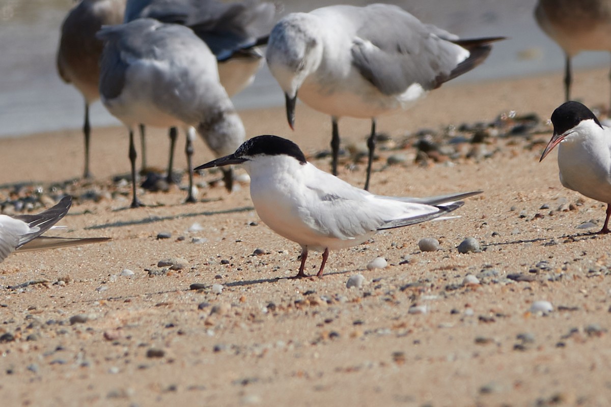 Roseate Tern - ML640316920