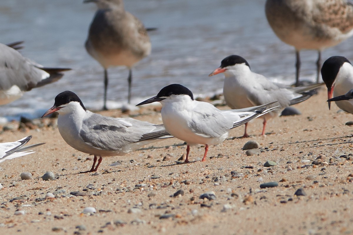Roseate Tern - ML640316921