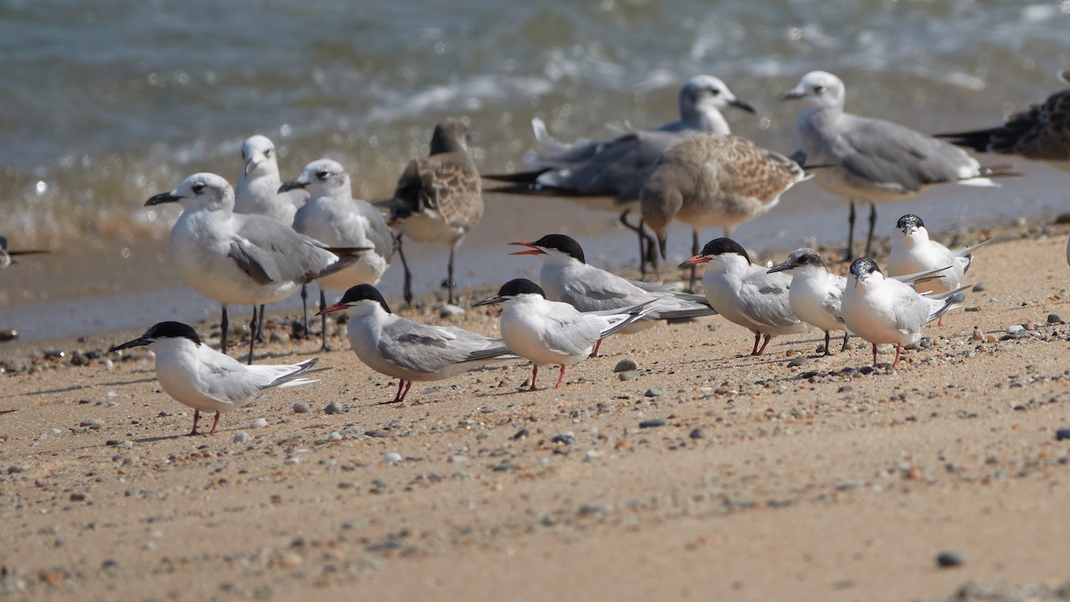 Roseate Tern - ML640316922