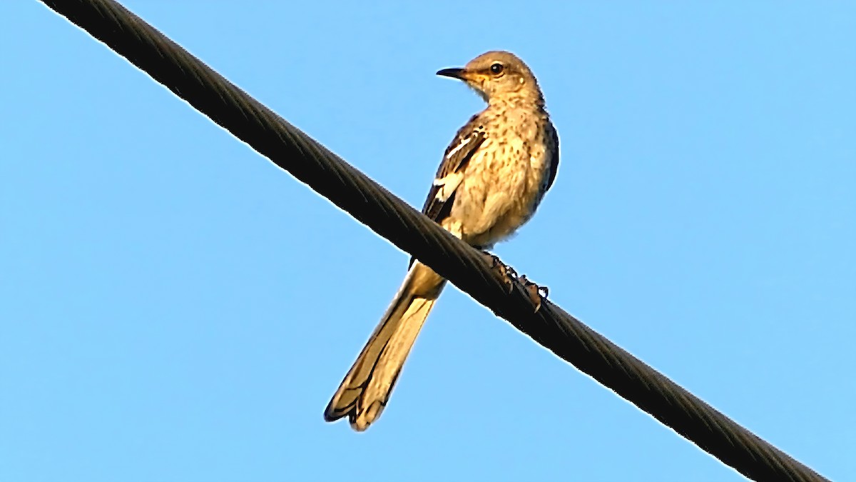 Northern Mockingbird - ML640317030