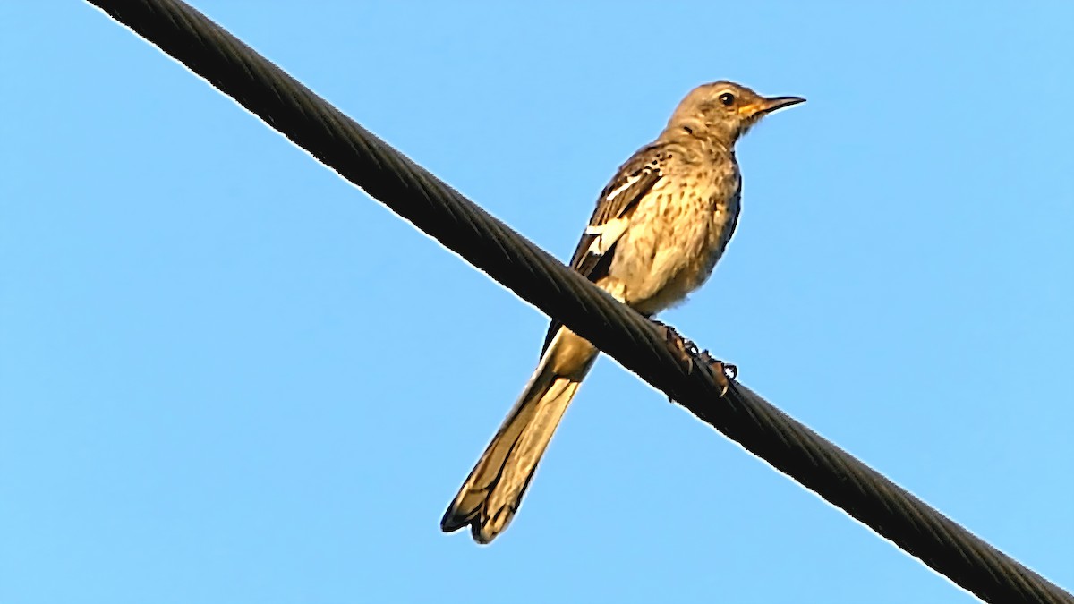 Northern Mockingbird - ML640317031