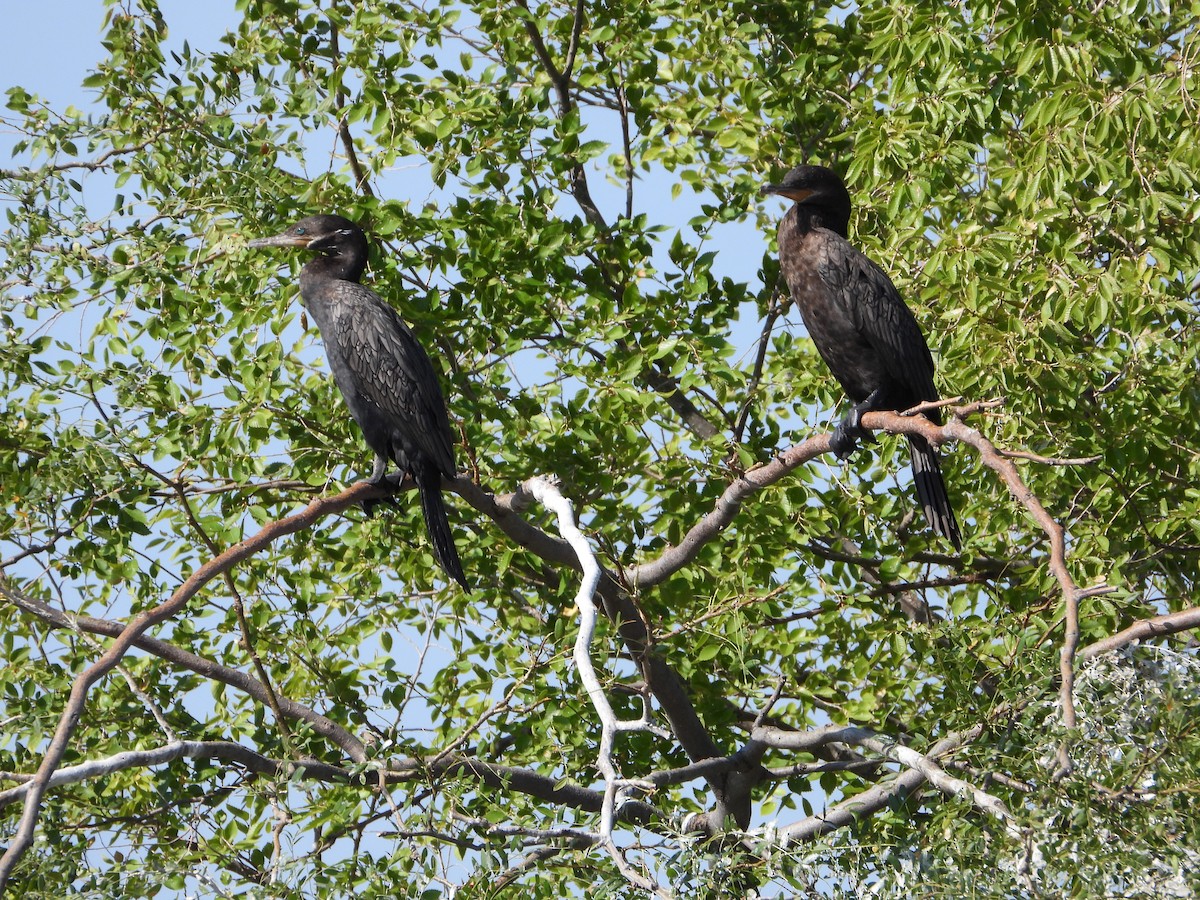 Neotropic Cormorant - ML640317061