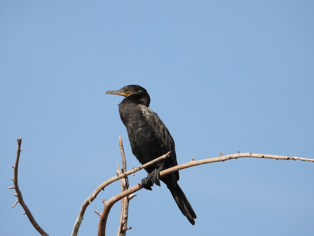 Neotropic Cormorant - ML640317062