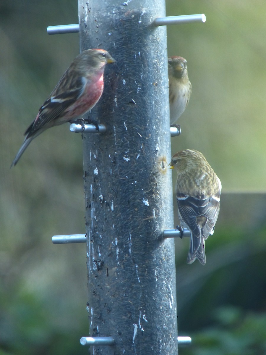 Redpoll (Lesser) - ML640317097