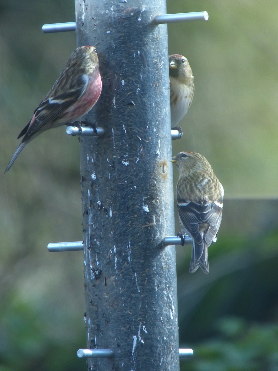 Redpoll (Lesser) - ML640317101