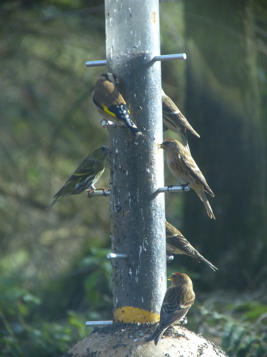 Redpoll (Lesser) - ML640317109