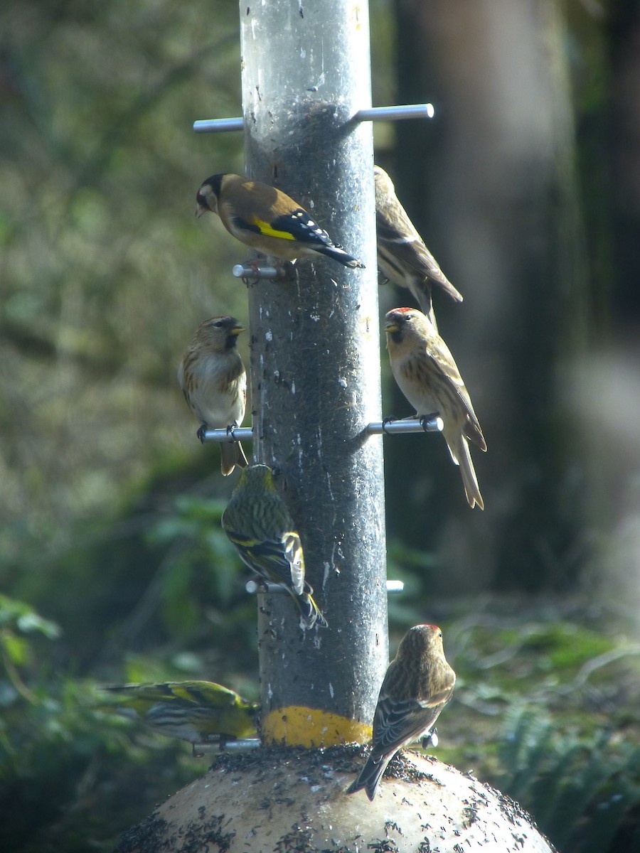 Redpoll (Lesser) - ML640317122
