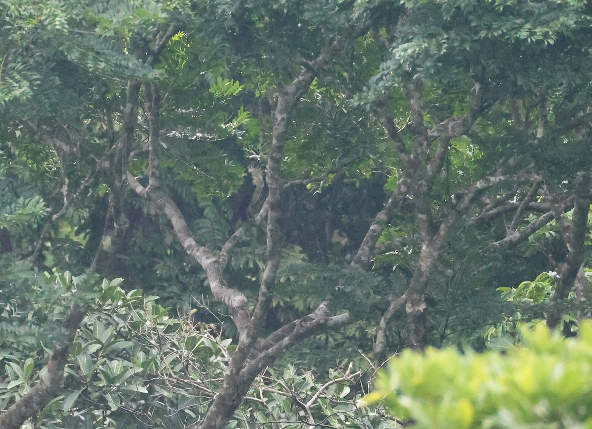 Collared Forest-Falcon - ML640317132
