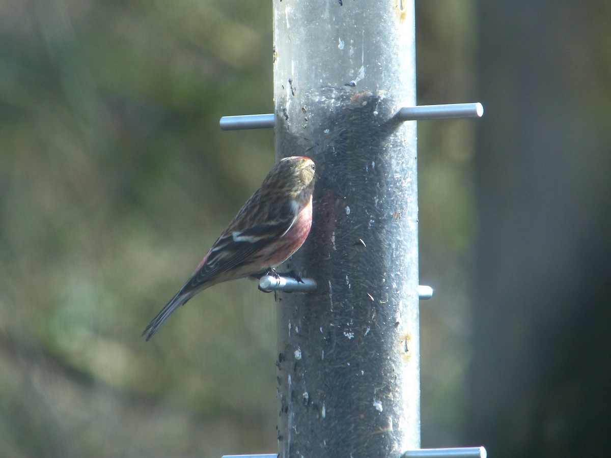 Redpoll (Lesser) - ML640317181