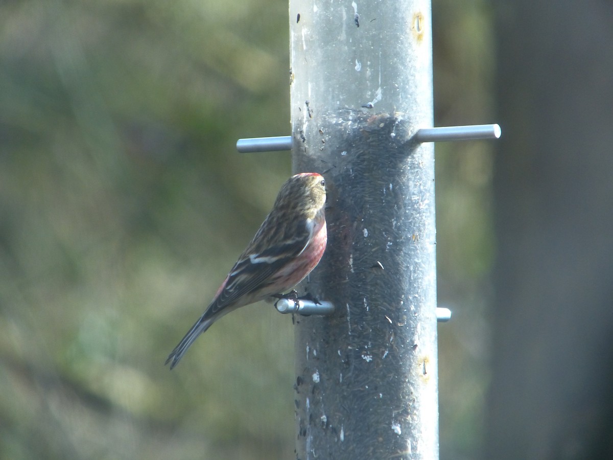 Redpoll (Lesser) - ML640317182