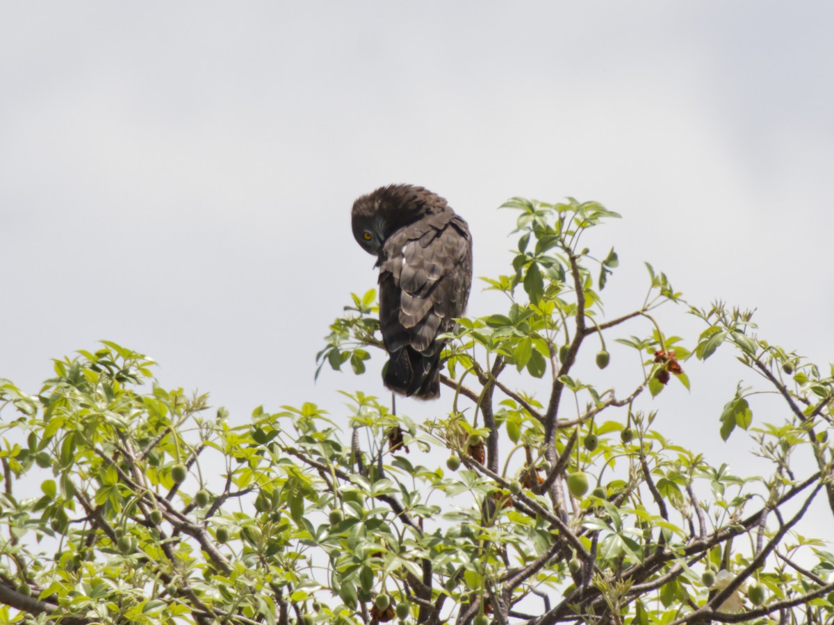Black-chested Snake-Eagle - ML640317187