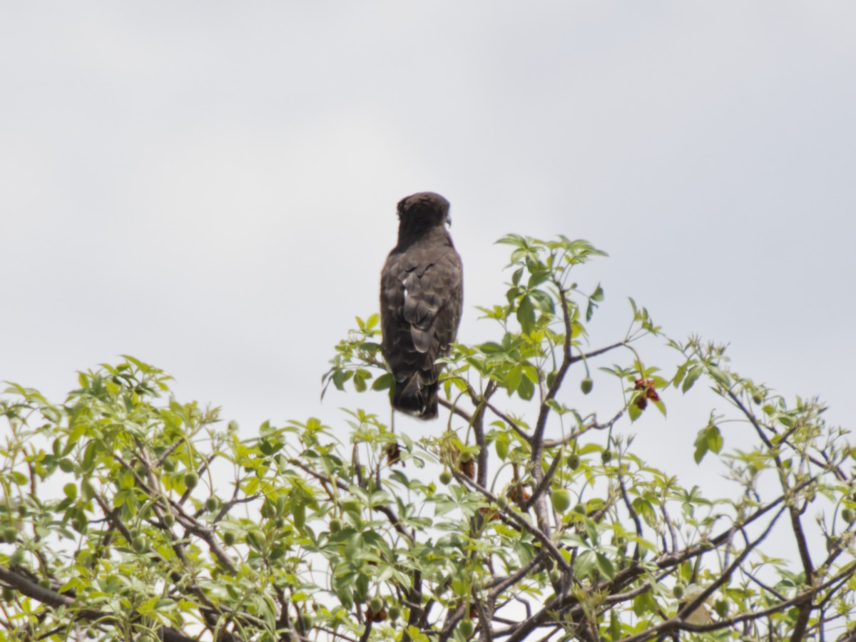 Black-chested Snake-Eagle - ML640317188