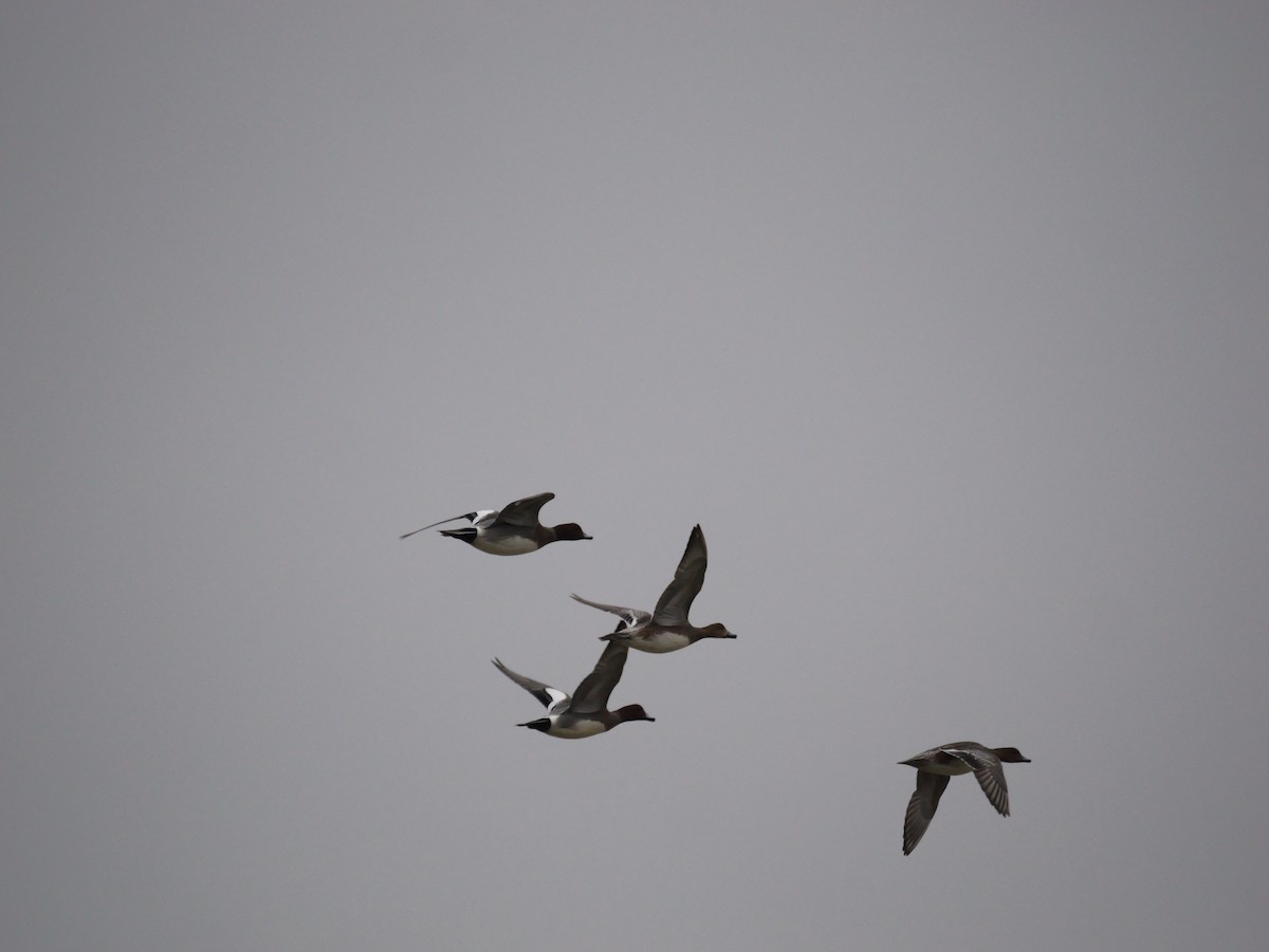 Canard siffleur - ML640317258