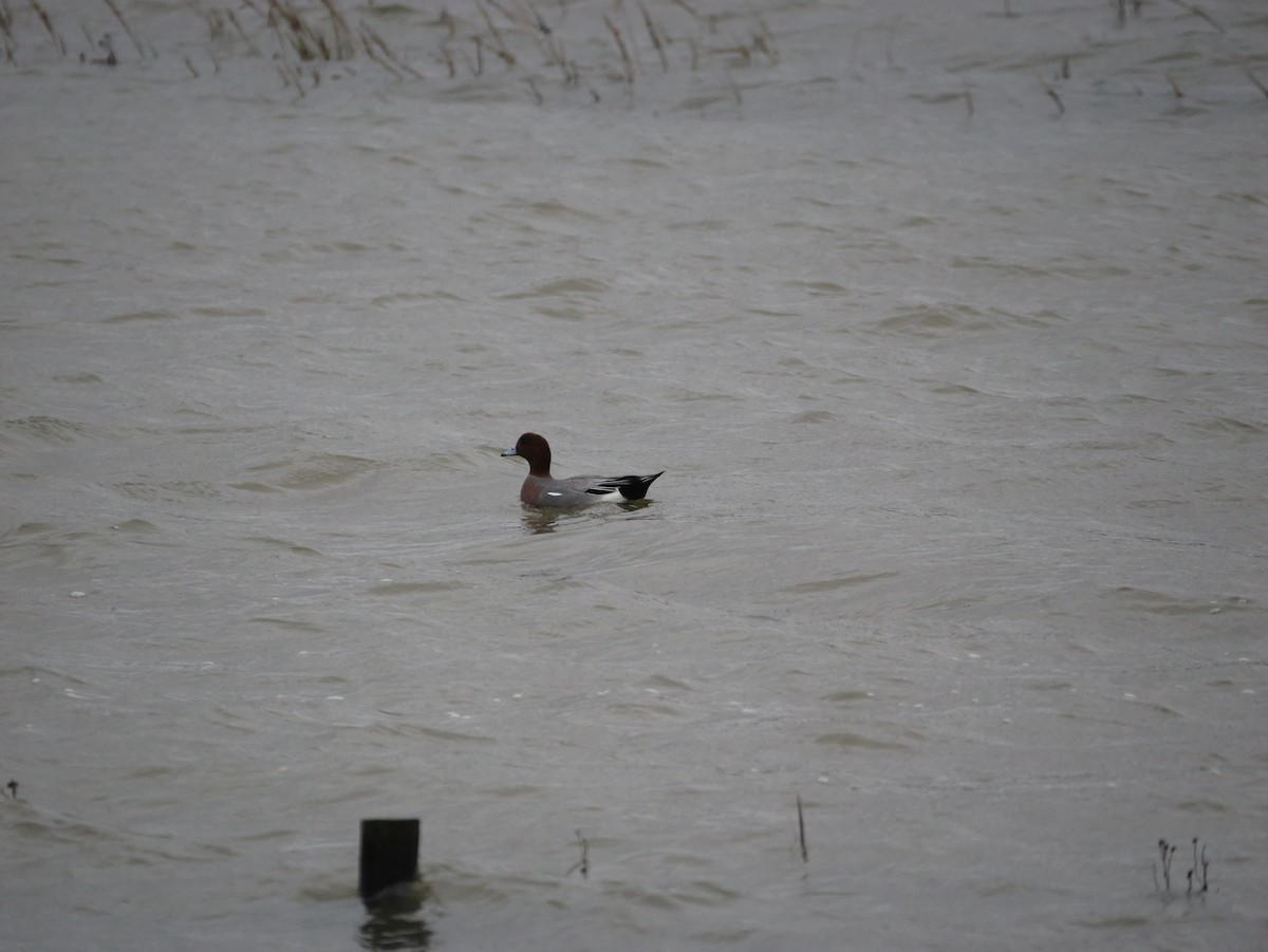 Canard siffleur - ML640317287