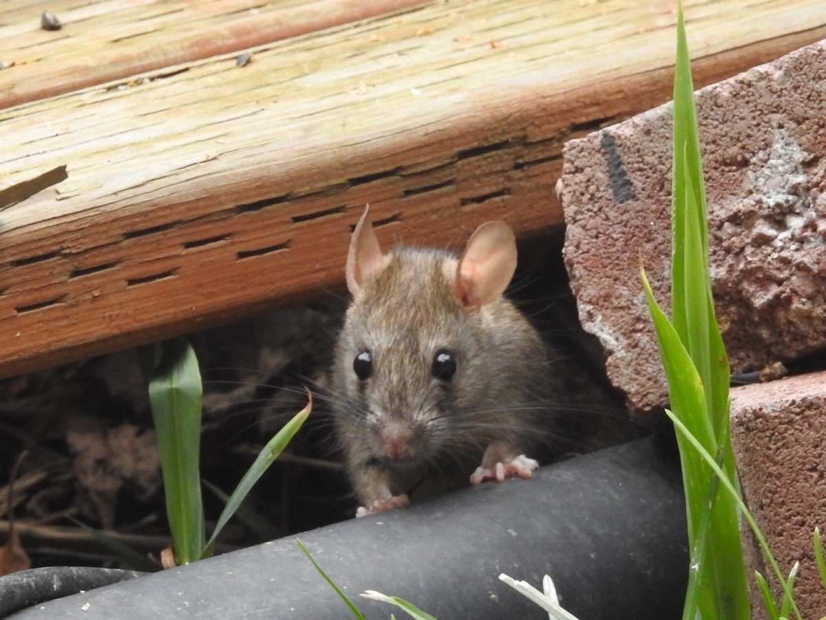 Brown Rat - ML640317341