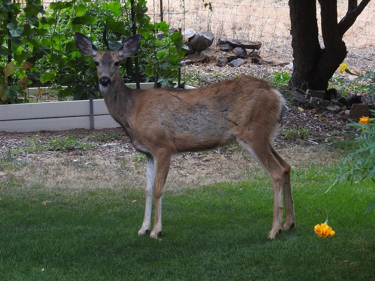 Mule Deer - ML640317342