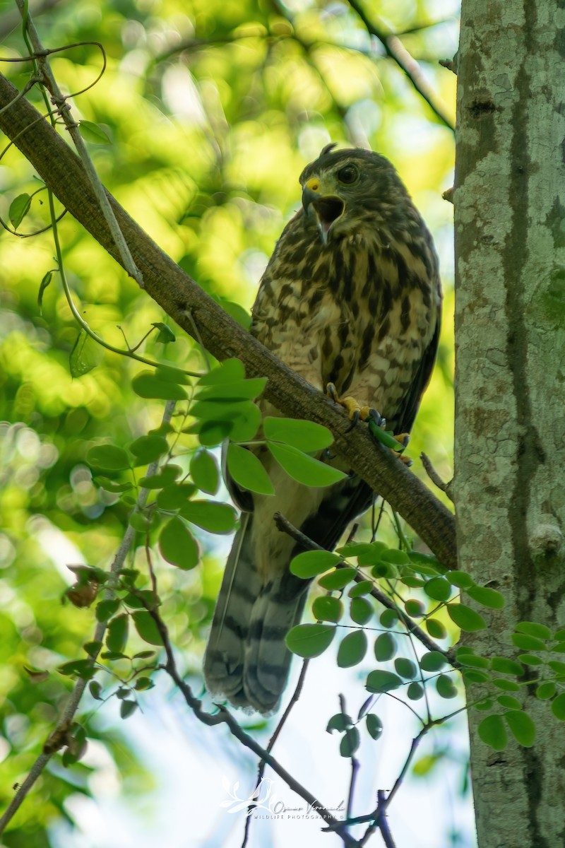Roadside Hawk - ML640317343